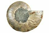 Cut & Polished Ammonite Fossil (Half) - Madagascar #347521-1